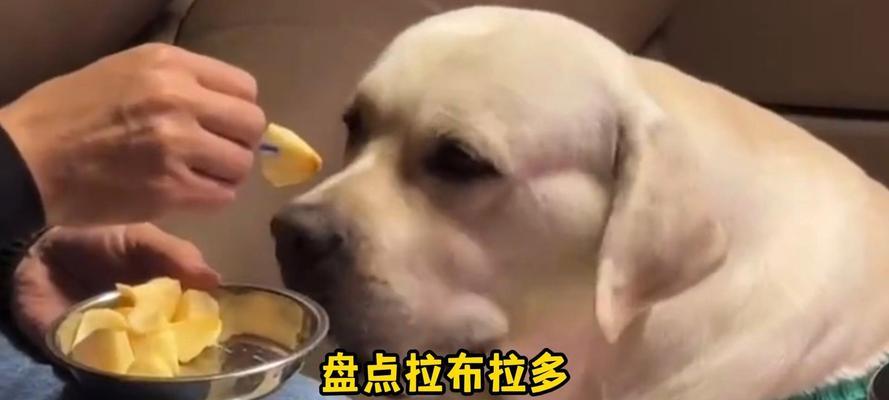 狗狗大了可以吃什么水果?(营养丰富的水果适合成年狗狗食用)(图3) 狗狗大了可以吃什么水果?(营养丰富的水果适合成年狗狗食用)(图3)