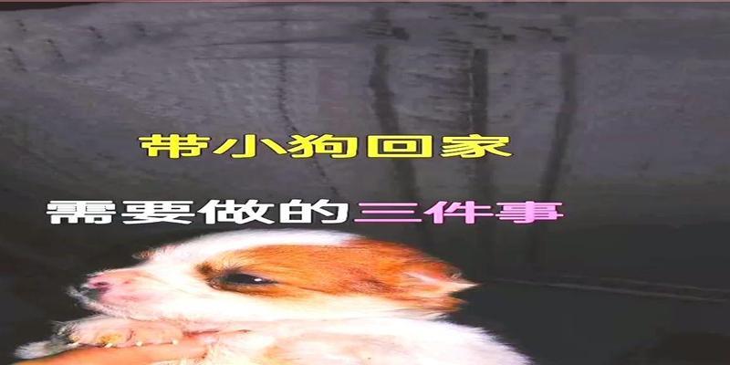 新幼犬带回家的注意事项（打造幸福的宠物生活，关爱新家庭成员） - 新生家伴