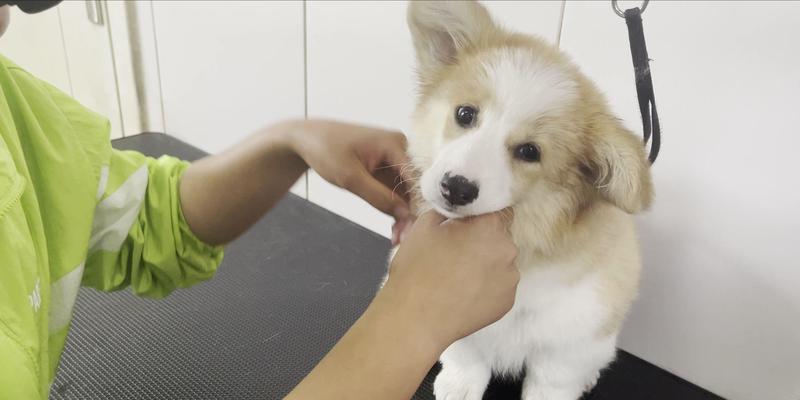 新幼犬带回家的注意事项(打造幸福的宠物生活,关爱新家庭成员)(图3) 新幼犬带回家的注意事项(打造幸福的宠物生活,关爱新家庭成员)(图3)