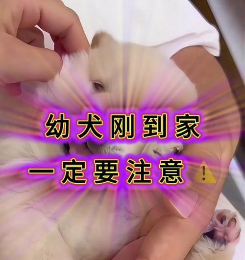 新幼犬带回家的注意事项(打造幸福的宠物生活,关爱新家庭成员)(图2) 新幼犬带回家的注意事项(打造幸福的宠物生活,关爱新家庭成员)(图2)