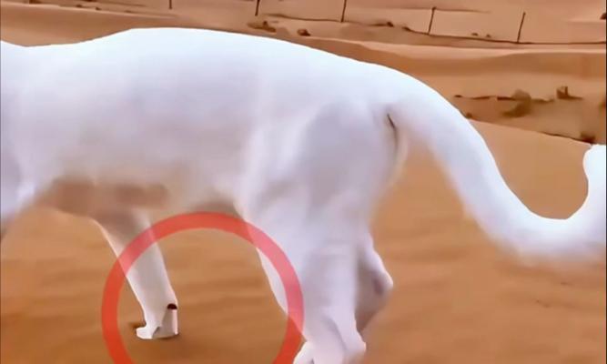 探秘猫咪走路不稳的奥秘（解析猫咪身体结构，揭开走路不稳的秘密）(图3)