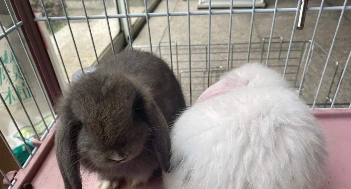 兔子小便的颜色之谜(了解兔子小便的颜色与健康状况)(图3) 兔子小便的颜色之谜(了解兔子小便的颜色与健康状况)(图3)