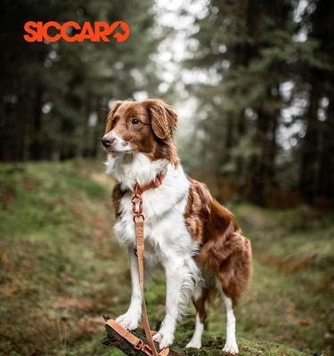 探究狗狗脖子细的原因（揭秘狗狗脖子细的形成机制）(图2)