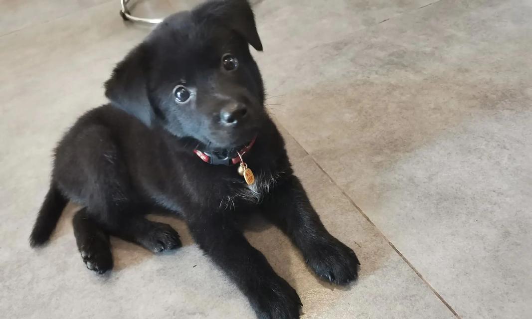 探究狗狗脖子细的原因（揭秘狗狗脖子细的形成机制）(图1)