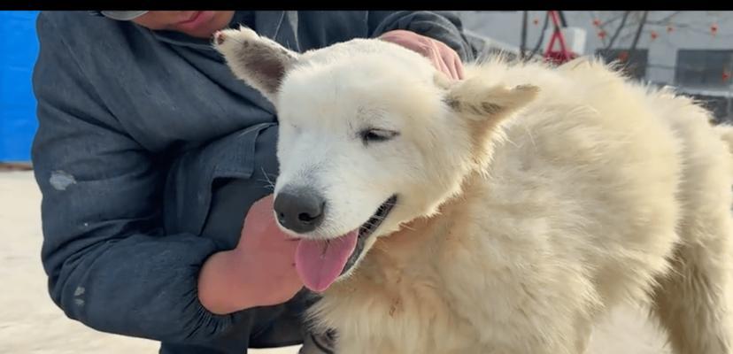 探究狗狗脖子细的原因（揭秘狗狗脖子细的形成机制）(图3)