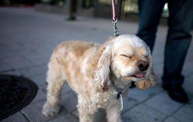 狗狗流鼻涕打喷嚏的原因及处理方法(揭秘狗狗鼻涕流不止的关键原因及对策)(图2) 狗狗流鼻涕打喷嚏的原因及处理方法(揭秘狗狗鼻涕流不止的关键原因及对策)(图2)