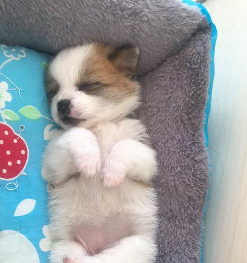 揭秘狗狗肚有虫子的症状及应对方法（不可忽