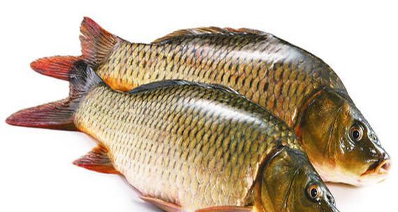 鱼类的食物来源及多样化饮食习惯（探索鱼类在自然环境中的食物选择和摄入方式）(图2)