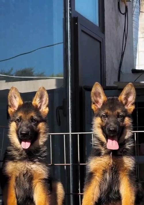 以德牧栓什么链子？（探寻最适合德牧的栓链类型）(图3)