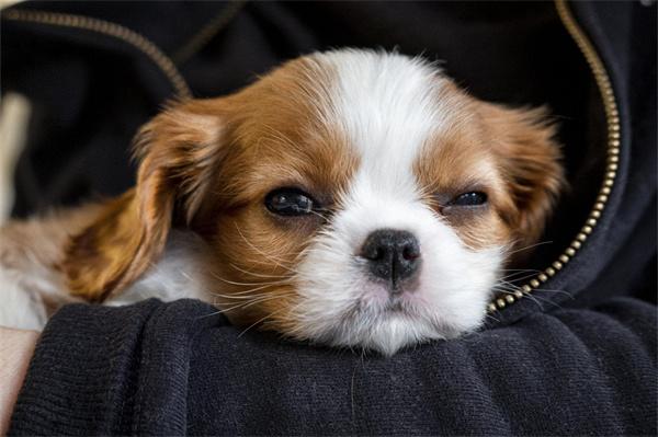 狗狗皮肤发红有小块结痂怎么回事？ - 新生家伴