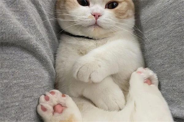 猫咪多少度才算发烧? 猫咪多少度才算发烧?(图2)