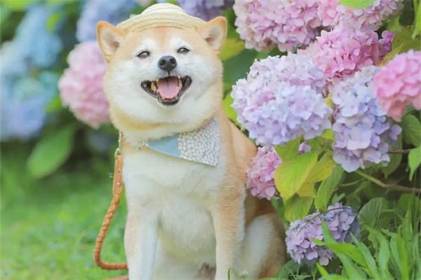 狗狗为什么吃草? 狗狗为什么吃草?(图2)