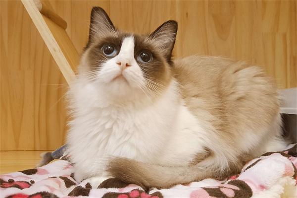 给猫咪喂益生菌的有什么禁忌？(图2)