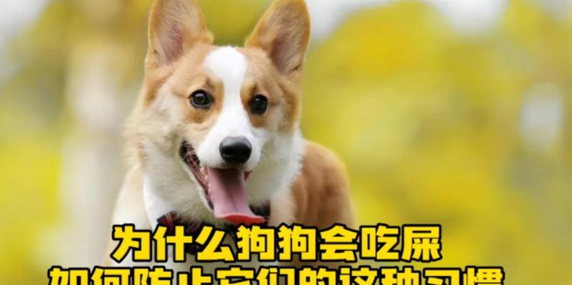品种狗不吃屎的原因和解决方法（揭秘不吃屎品种狗的奥秘，助你解决尴尬问题）(图3)