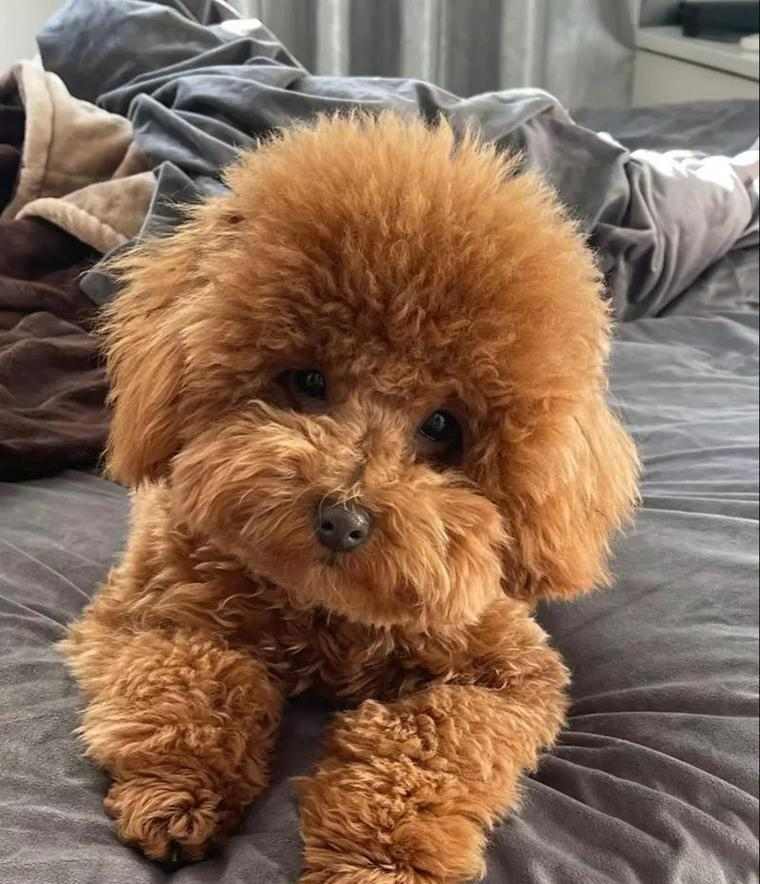 泰迪犬的优点及其受欢迎的原因（泰迪犬） - 新生家伴