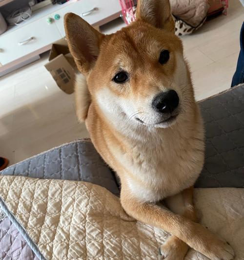 品种狗不吃屎的原因和解决方法（揭秘不吃屎品种狗的奥秘，助你解决尴尬问题） - 新生家伴