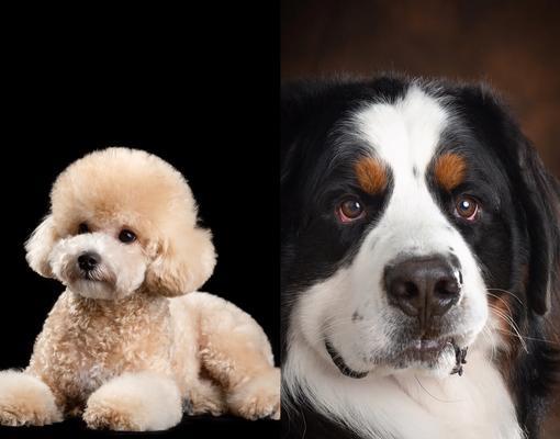 泰迪犬的优点及其受欢迎的原因（泰迪犬）(图3)