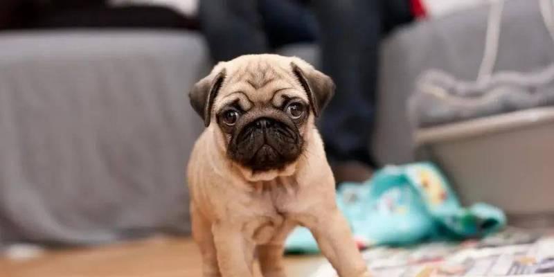 养巴哥的健康饮食建议（巴哥常吃这些东西，对身体好，让你的狗狗更健康快乐！）(图2)