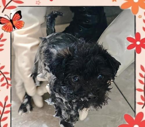 买狗回家后多久可以洗澡？（了解适宜洗澡的时机，让你的狗狗健康舒适） - 新生家伴