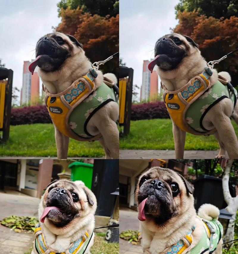 养巴哥的健康饮食建议（巴哥常吃这些东西，对身体好，让你的狗狗更健康快乐！）(图3)