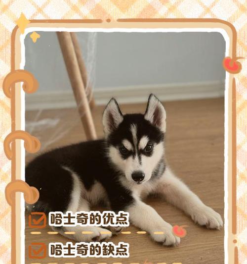 哈士奇可以吃的菜有哪些？（探究哈士奇饮食习惯，为你的宠物提供健康食谱）(图3)