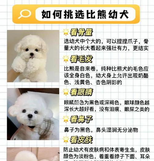 比熊换毛周期及相关注意事项（了解比熊换毛周期，科学护理你的比熊宝贝）(图3)