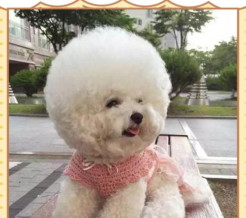 比熊换毛周期及相关注意事项（了解比熊换毛周期，科学护理你的比熊宝贝） - 新生家伴