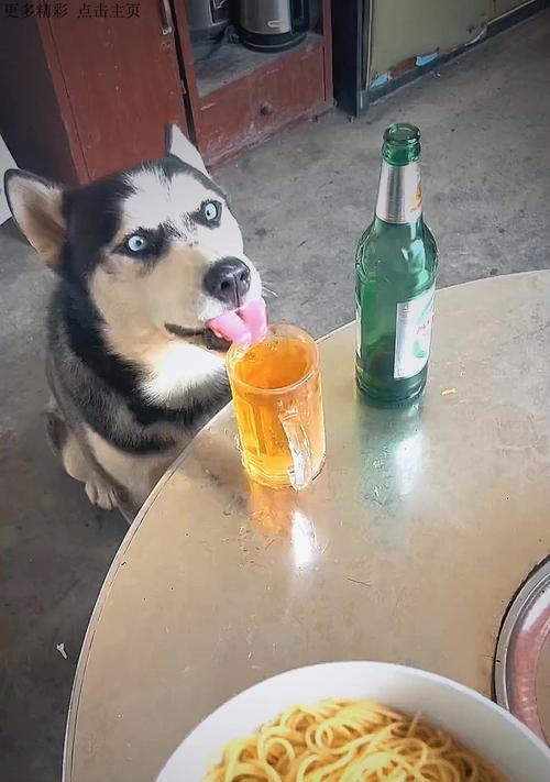 哈士奇可以吃的菜有哪些？（探究哈士奇饮食习惯，为你的宠物提供健康食谱） - 新生家伴