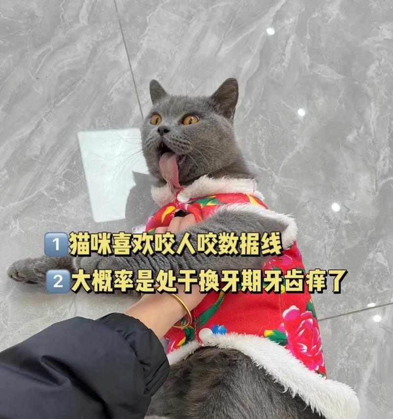 猫咪磨牙期有多久?(探讨猫咪磨牙期的持续时间及影响)(图1) 猫咪磨牙期有多久?(探讨猫咪磨牙期的持续时间及影响)(图1)