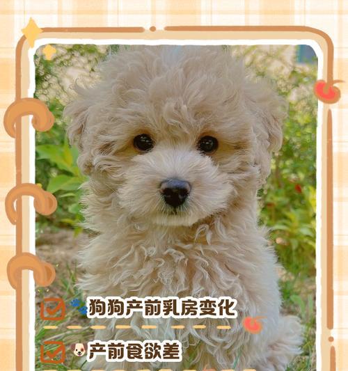 狗的寿命(解析狗的生命周期和寿命相关因素)(图3) 狗的寿命(解析狗的生命周期和寿命相关因素)(图3)