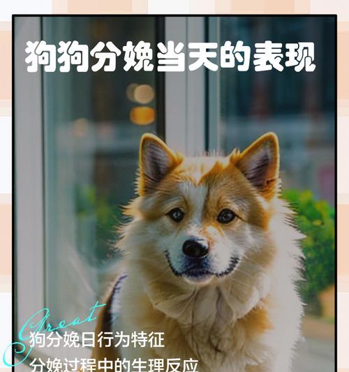 狗的寿命(解析狗的生命周期和寿命相关因素)(图2) 狗的寿命(解析狗的生命周期和寿命相关因素)(图2)