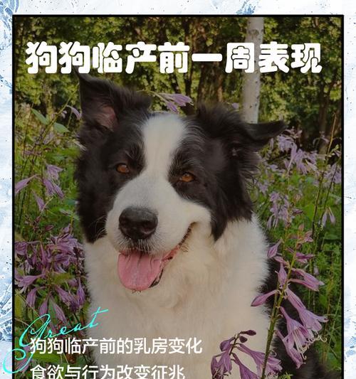 狗的寿命(解析狗的生命周期和寿命相关因素)(图1) 狗的寿命(解析狗的生命周期和寿命相关因素)(图1)