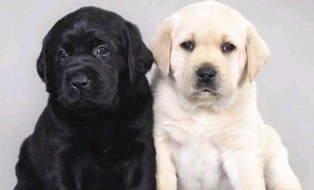 拉布拉多（探究拉布拉多成为热门宠物的原因