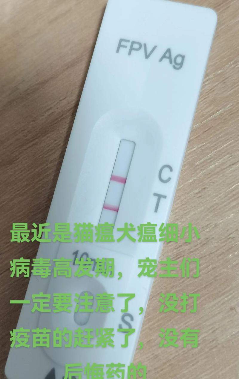 探讨狗的犬瘟潜伏期（犬瘟潜伏期长短揭秘！掌握关键信息保护你的爱犬健康）(图2)