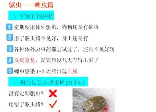 狗狗被蜱虫咬后的危害——保护你的宠物免受