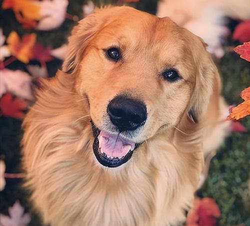 如何准确判断金毛是否纯种(关键指标及判断方法详解)(图1) 如何准确判断金毛是否纯种(关键指标及判断方法详解)(图1)