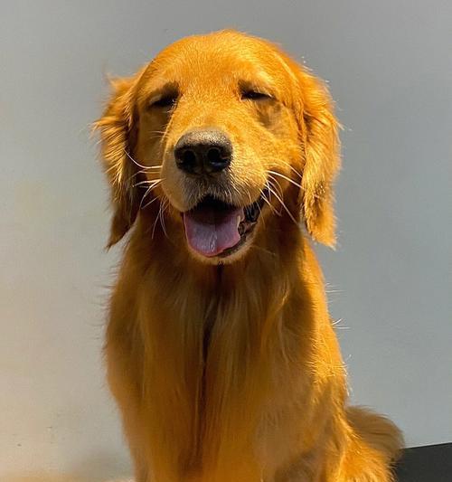 如何准确判断金毛是否纯种(关键指标及判断方法详解)(图2) 如何准确判断金毛是否纯种(关键指标及判断方法详解)(图2)