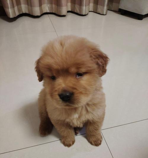 如何准确判断金毛是否纯种(关键指标及判断方法详解)(图3) 如何准确判断金毛是否纯种(关键指标及判断方法详解)(图3)