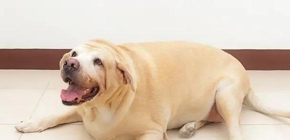 拉布拉多犬的理想体重及肥胖和消瘦问题解决方法（健康饲养拉布拉多犬的关键）(图3)