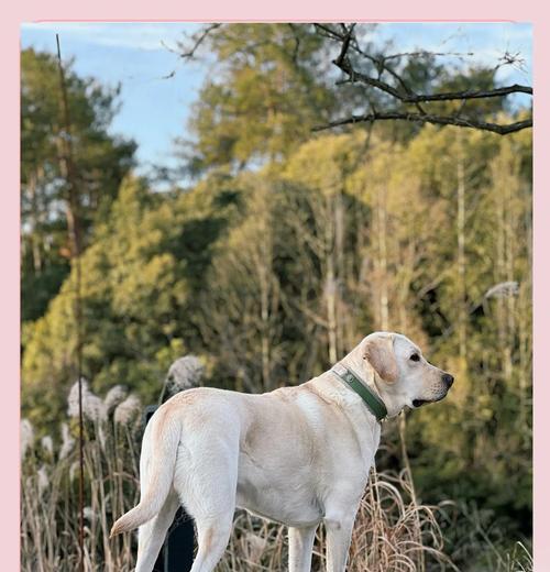 拉布拉多犬的理想体重及肥胖和消瘦问题解决方法（健康饲养拉布拉多犬的关键）(图2)