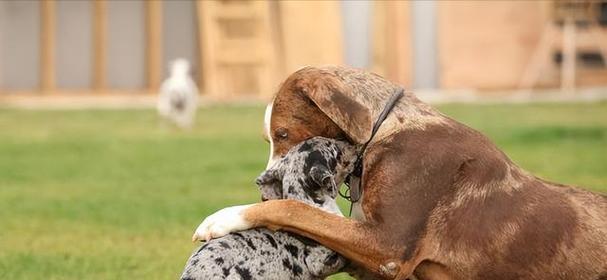 公狗和母狗的交配过程解析(揭开狗狗交配的秘密,了解繁衍的奥秘)(图3) 公狗和母狗的交配过程解析(揭开狗狗交配的秘密,了解繁衍的奥秘)(图3)