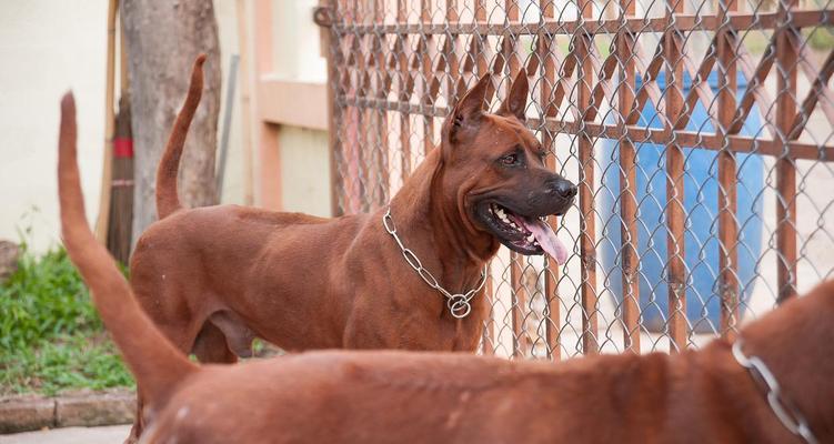 拉布拉多(探究拉布拉多成为热门宠物的原因及其完美特质)(图3) 拉布拉多(探究拉布拉多成为热门宠物的原因及其完美特质)(图3)
