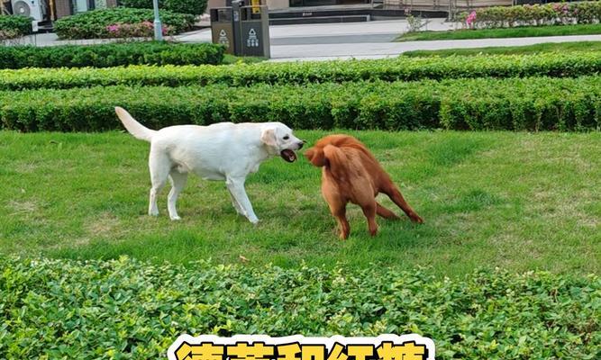 拉布拉多(探究拉布拉多成为热门宠物的原因及其完美特质)(图2) 拉布拉多(探究拉布拉多成为热门宠物的原因及其完美特质)(图2)