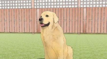 拉布拉多犬的理想体重及肥胖和消瘦问题解决