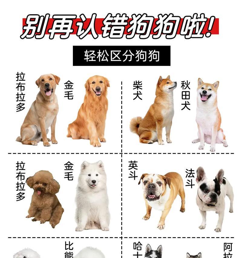 公狗和母狗的交配过程解析(揭开狗狗交配的秘密,了解繁衍的奥秘)(图2) 公狗和母狗的交配过程解析(揭开狗狗交配的秘密,了解繁衍的奥秘)(图2)