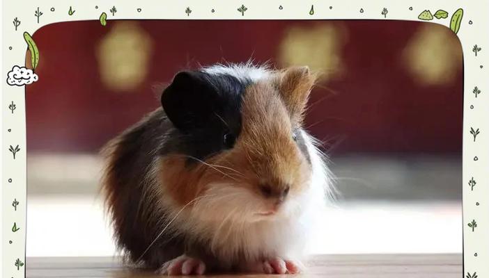 如何判断荷兰猪怀孕多久了？（荷兰猪怀孕周期及判断方法）(图3)