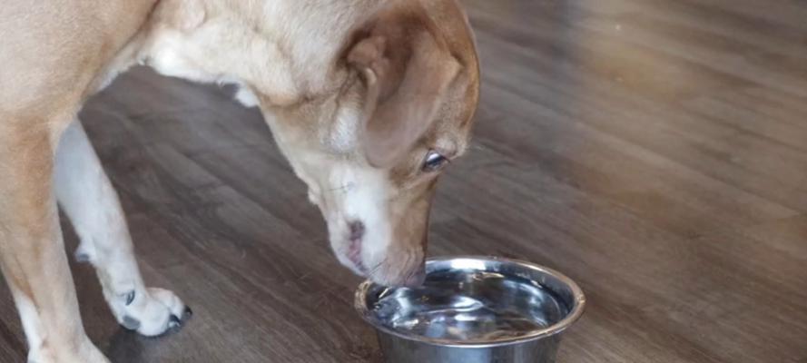 狗狗吐舌的原因及散热方式（探秘狗狗为何会吐舌头以及如何散热）(图2)