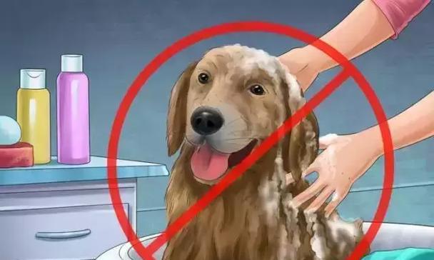 狗宝宝月子期间洗澡的时间和方法（了解宝宝狗狗月子期间洗澡的注意事项，让它安心舒适度过这段时间）(图2)