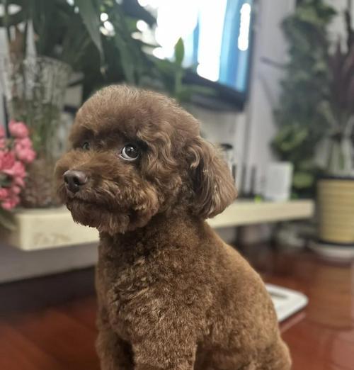 狗宝宝月子期间洗澡的时间和方法（了解宝宝狗狗月子期间洗澡的注意事项，让它安心舒适度过这段时间）(图3)