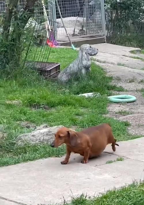 母狗怀孕的症状及注意事项(探究母狗怀孕的迹象与保健要点)(图3) 母狗怀孕的症状及注意事项(探究母狗怀孕的迹象与保健要点)(图3)